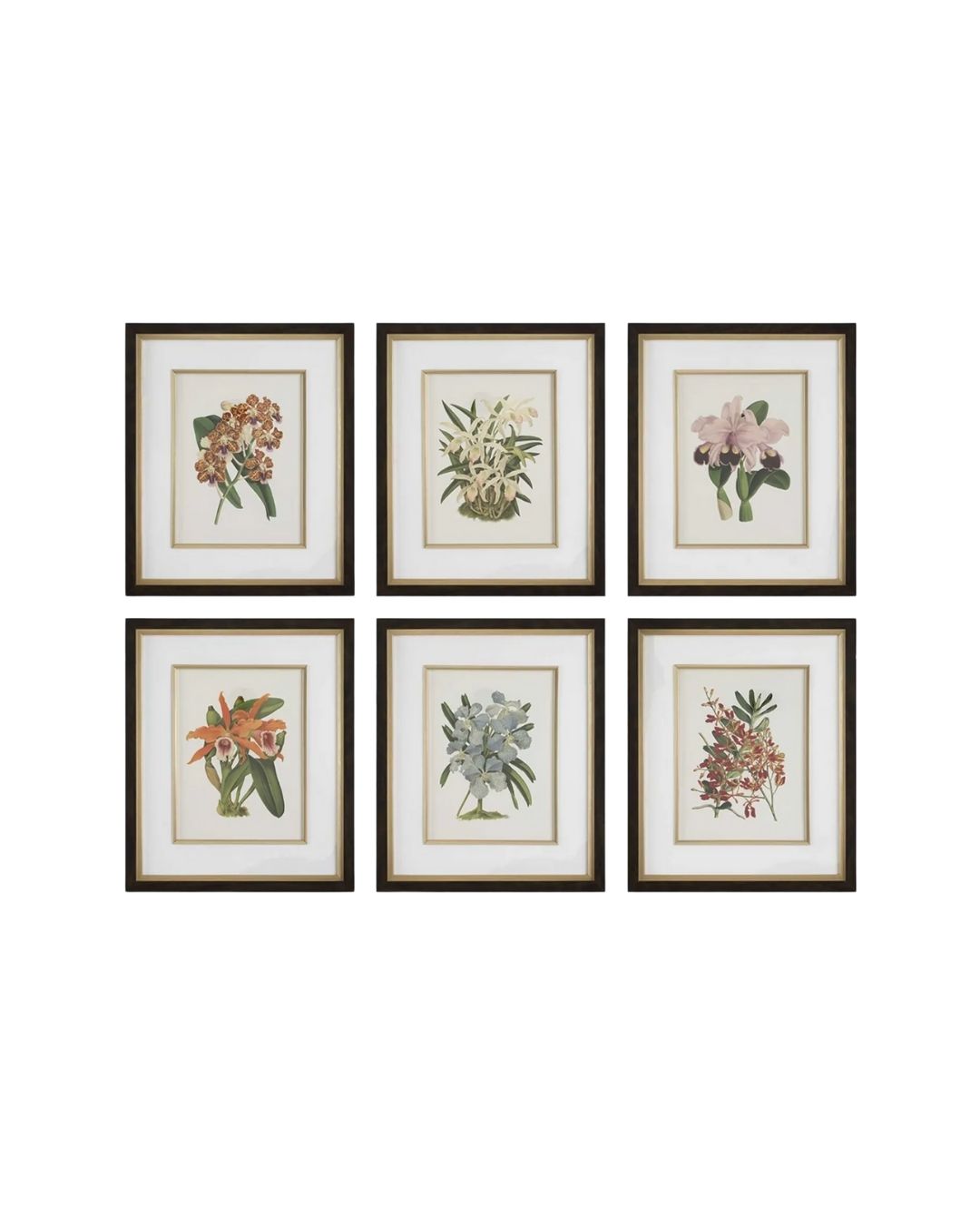 THE UTTERMOST CO "Orchid" Framed Botanical Prints Set of 6 - 